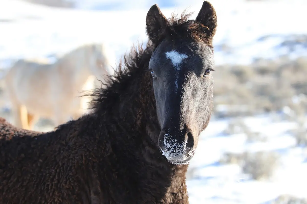 A close-up of a dark brown horse with a white marking on its forehead, looking directly at the camera with snow on its…