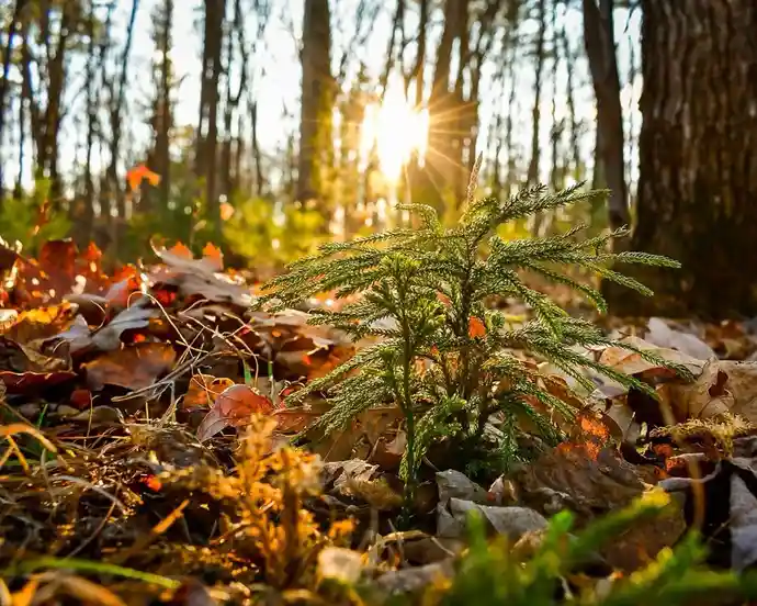 A small green coniferous sapling grows through a bed of brown autumn leaves in a forest, with the sun shining brightly…