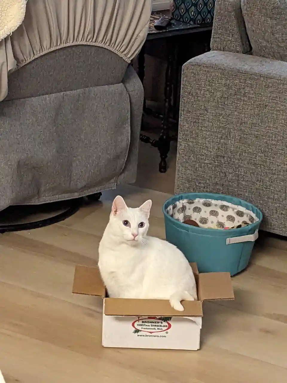 A white cat with heterochromia (one blue eye, one brown eye) sits calmly inside an open cardboard box labeled 'BRONNER'S…