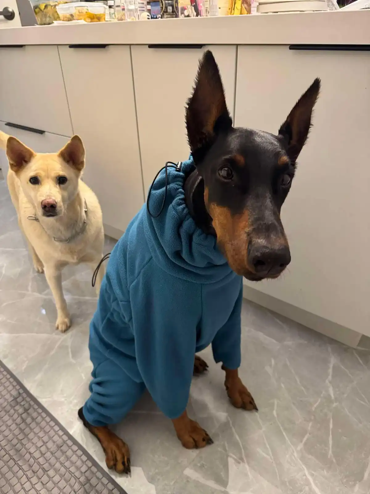 A black and tan Doberman Pinscher wearing a blue fleece onesie with a hood sits on a marble floor, looking directly at the…