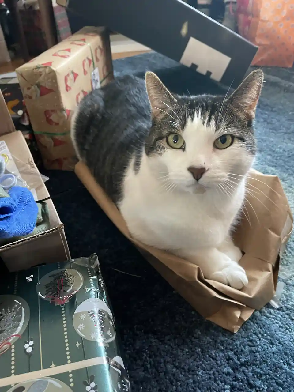 Christmas: The Purrfect Time for Cats