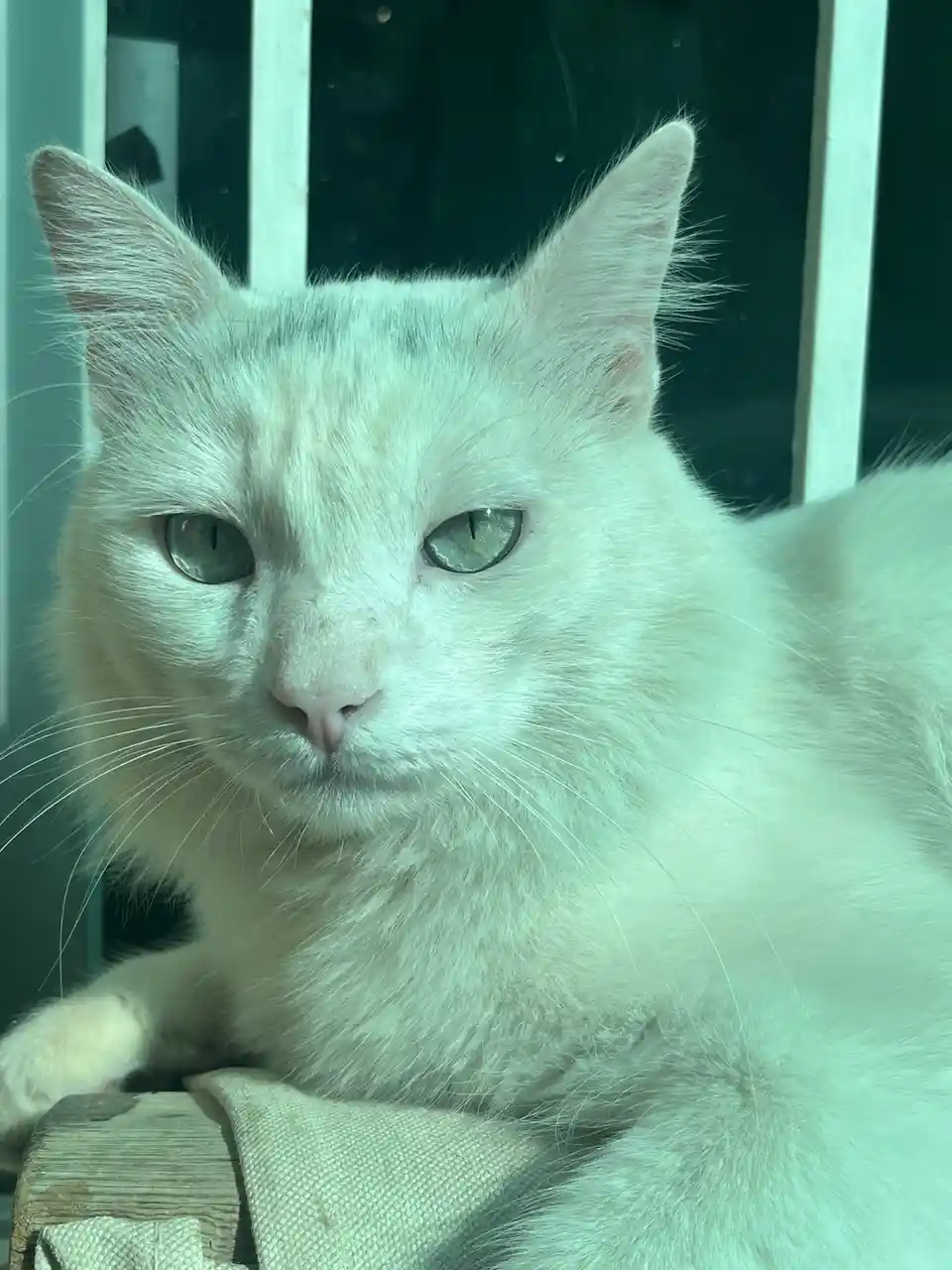 A close-up photo of a fluffy white cat with green eyes looking directly at the camera with a bored, unimpressed expression…
