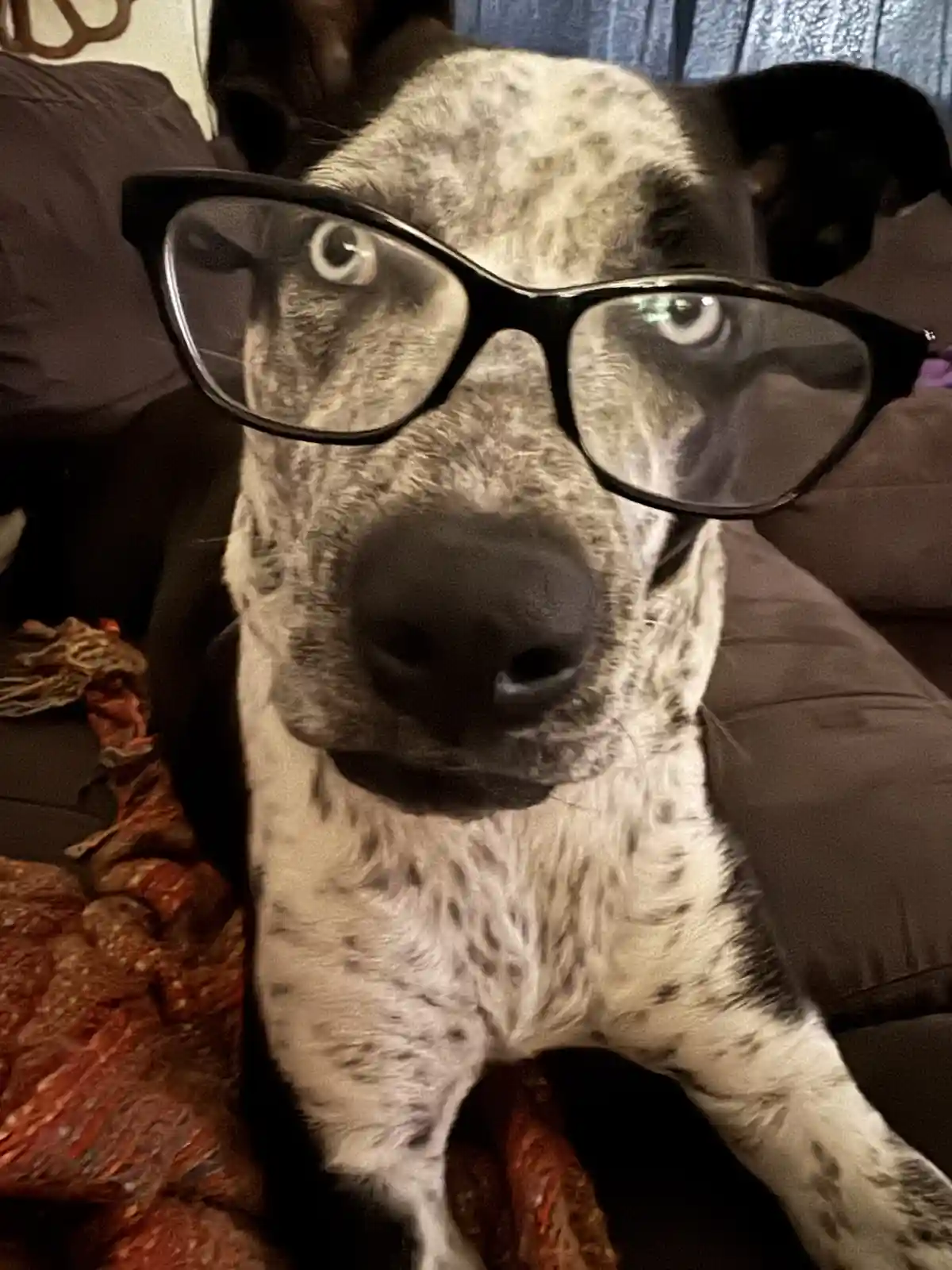 The Most Judgmental Dog You'll Ever Meet