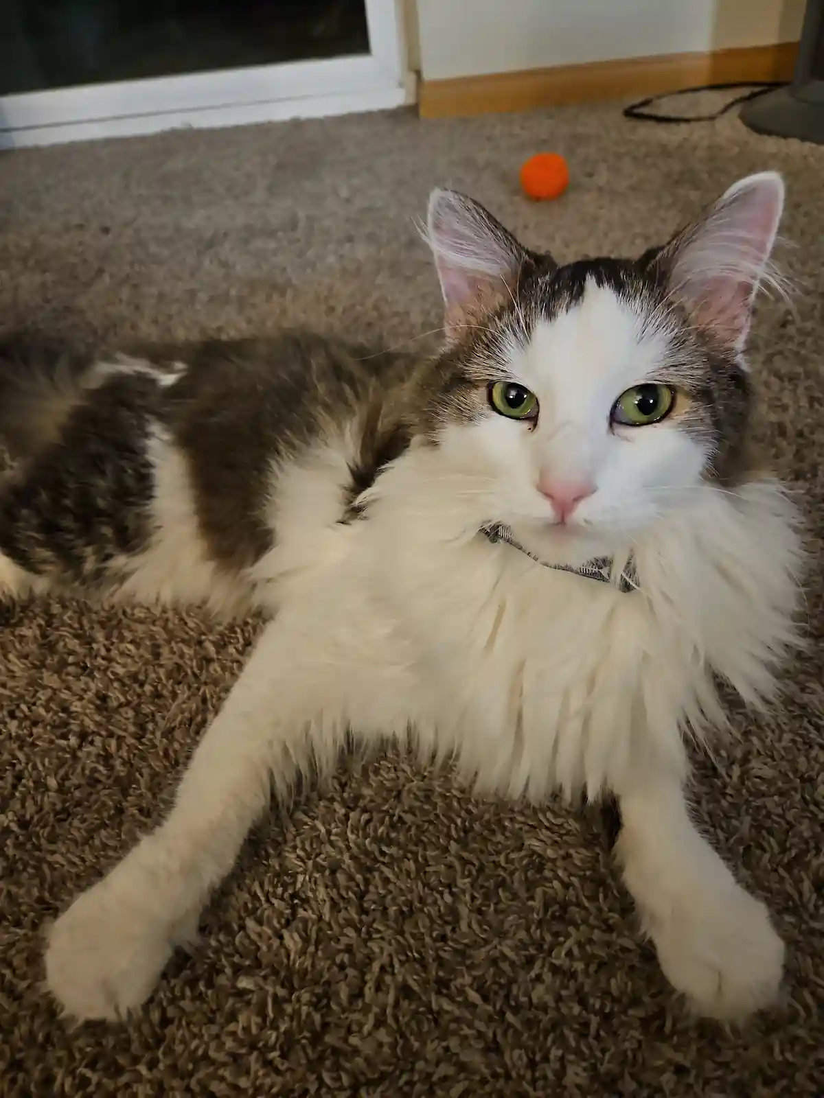A fluffy, long-haired cat with white and gray fur and green eyes lies on a brown carpet, looking directly at the camera with…