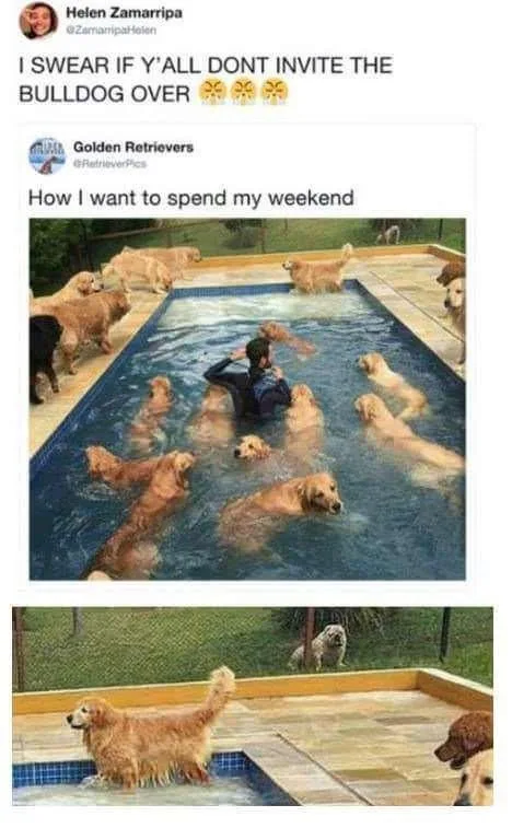 The image is a two-panel meme. The top panel shows a person in a pool surrounded by many golden retrievers swimming and…