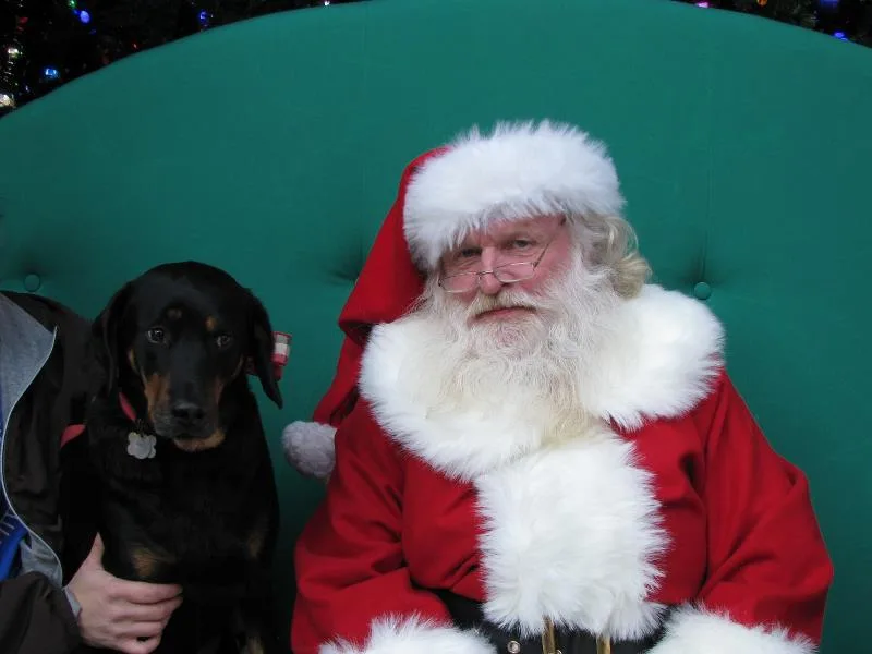 A man dressed as Santa Claus sits on a green couch next to a black and tan dog being held by a person. The dog looks…