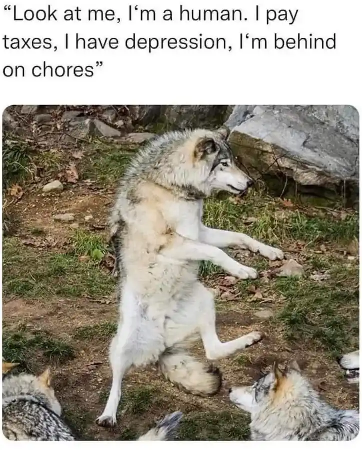 A wolf stands upright on its hind legs in a grassy, rocky area, looking proud and self-important, while other wolves look up…