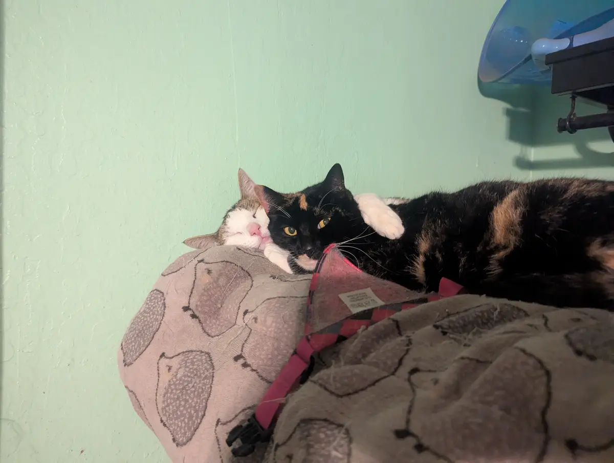 Cuddle buddies for life!