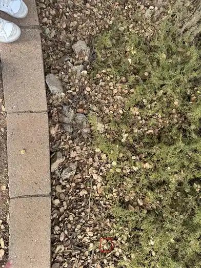 The Quest to Find the Wooden Ball