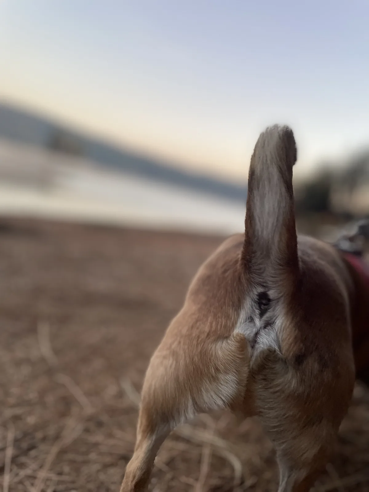 A close-up photo shows the rear end of a brown dog standing outdoors on dry grass, its tail held upright. The dog's fur is…