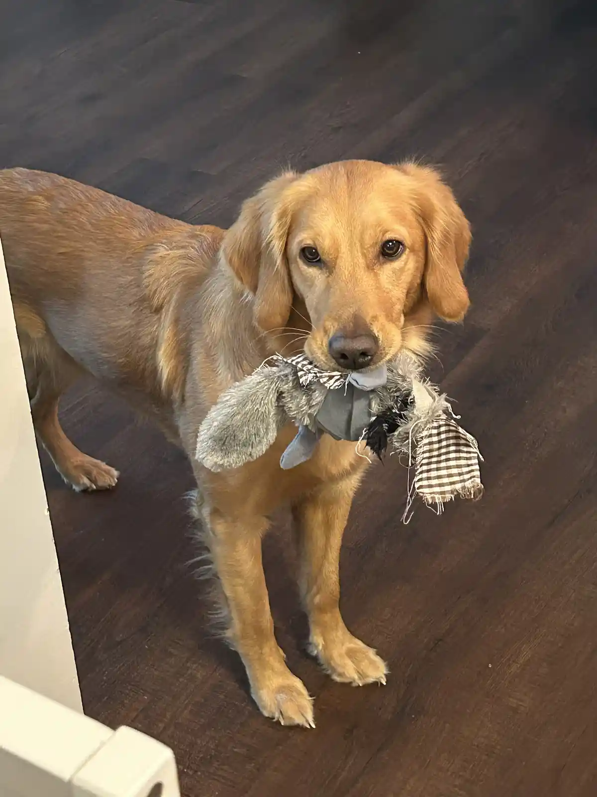 A golden retriever stands on a dark wood floor, looking directly at the camera with a slightly guilty or pleading…