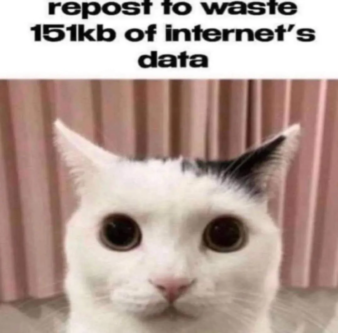 The Purrfect Meow Moment
