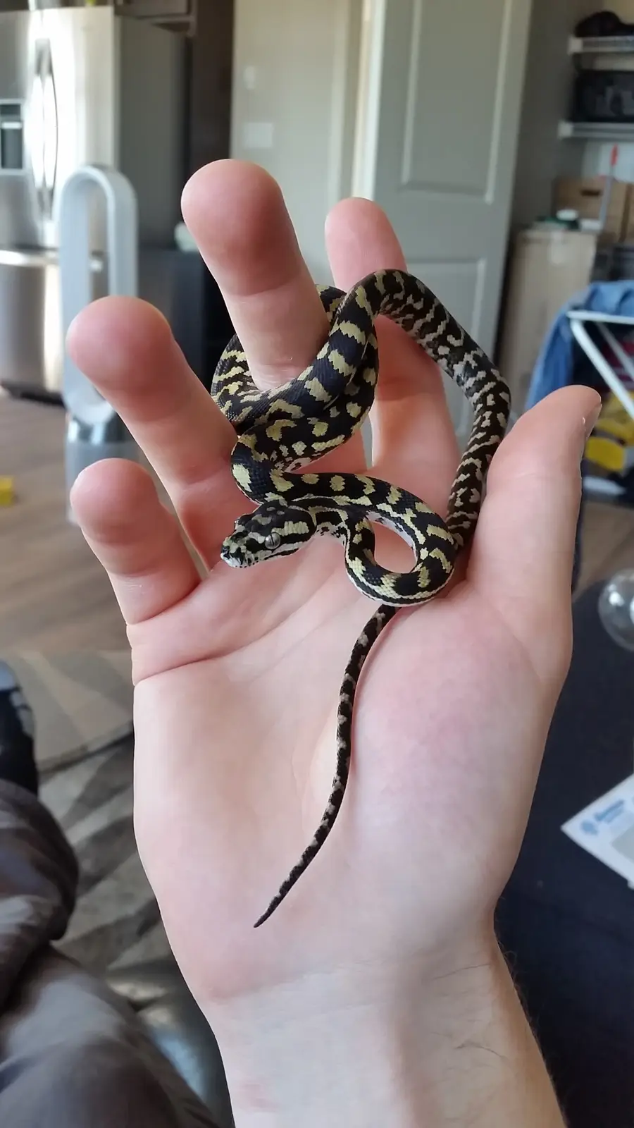 A person's hand holds a small, black-and-yellow patterned snake, likely a carpet python, coiled gently around their fingers…