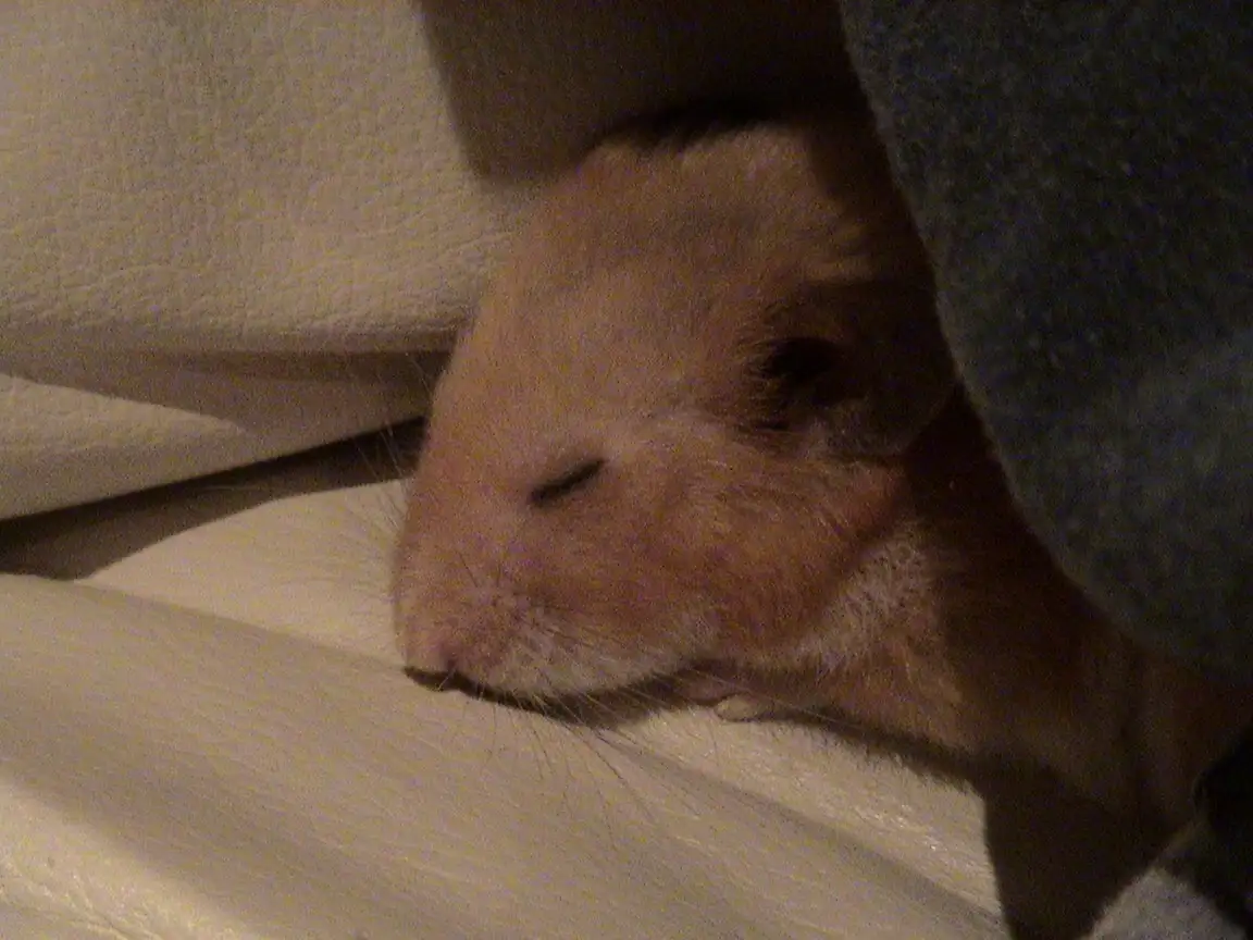 a close-up of a light brown hamster sleeping peacefully with its eyes closed, partially covered by a dark blanket or fabric…
