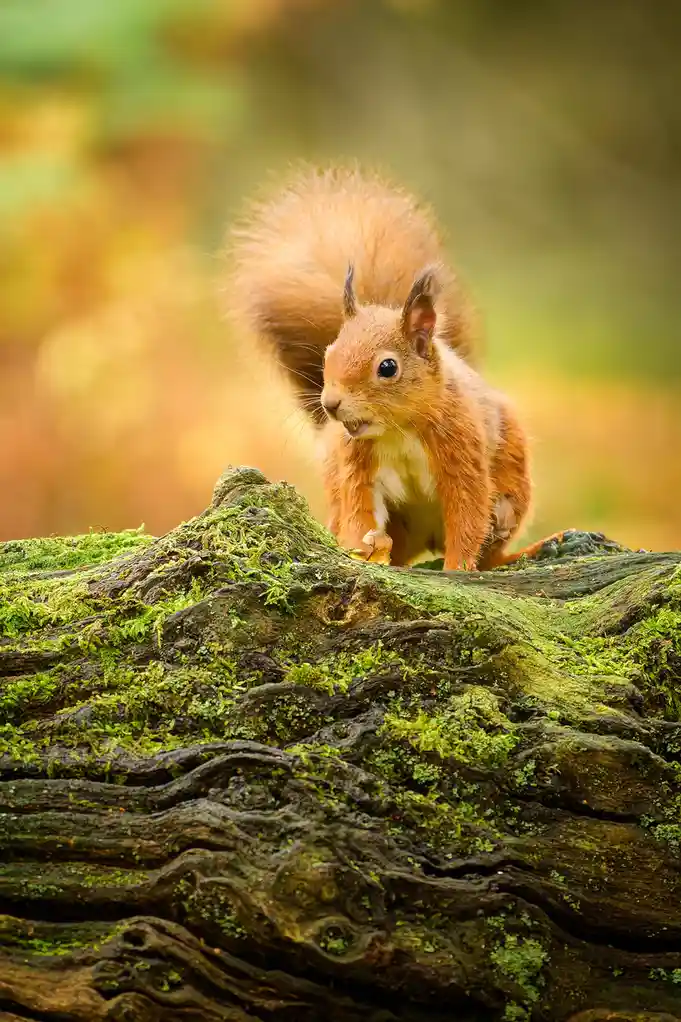 A red squirrel with a bushy tail stands alert on a moss-covered log in a forest, looking directly at the camera. The image…