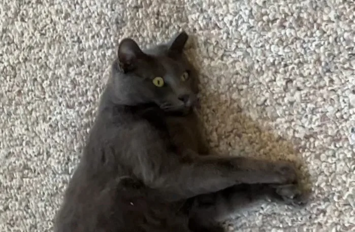 A dark gray cat lies on a beige carpet, one paw extended, looking up with yellow eyes. The text overlay reads 'i'm not lazy…