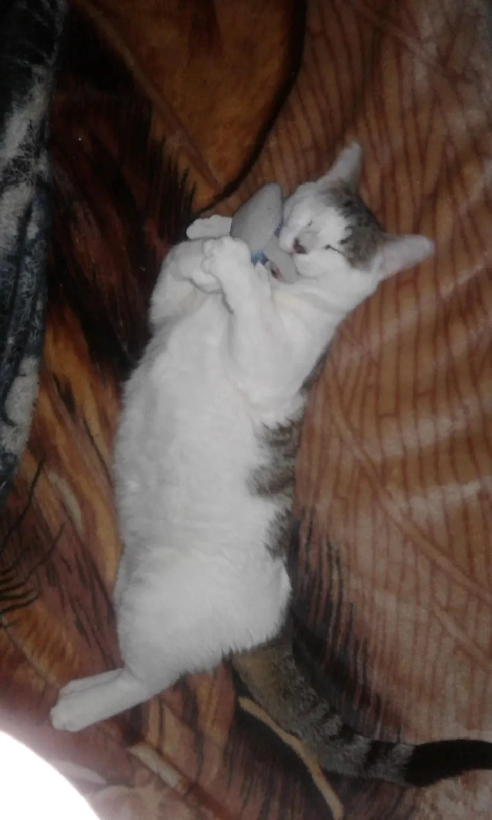 A white and gray tabby cat is lying on its back on a brown patterned blanket, holding a small gray plush toy with both paws…