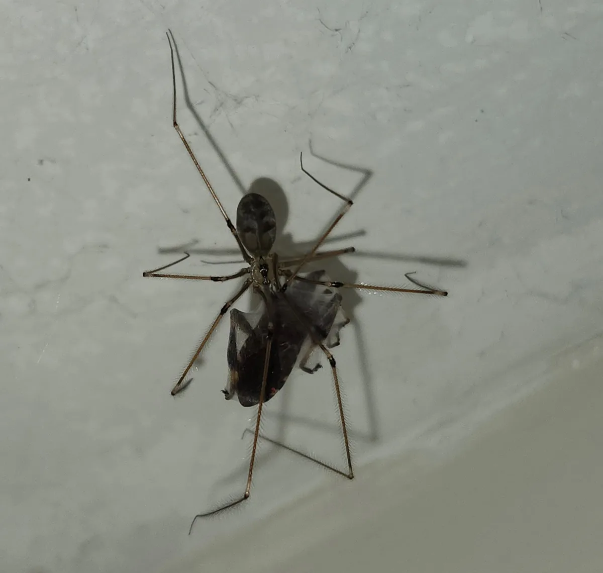 A close-up photo shows a long-legged spider, likely a cellar spider, clinging to a light-colored, slightly textured surface…