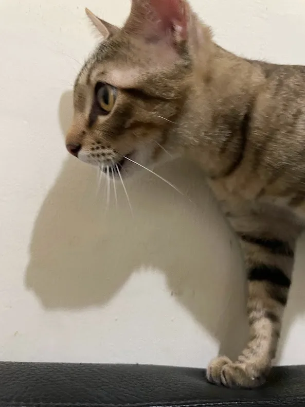 The Adorable Cat Chronicles