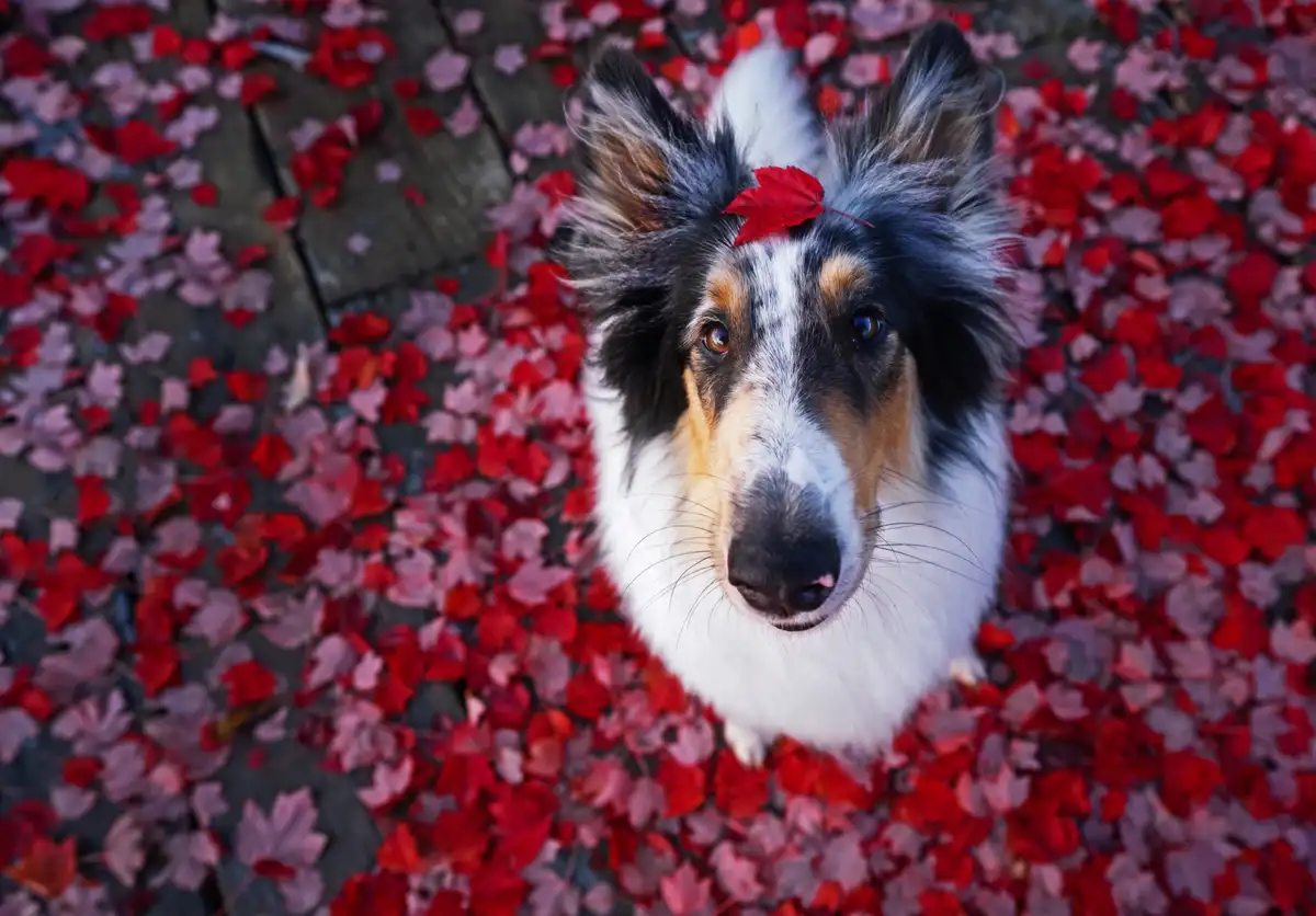 A fluffy collie dog with a red maple leaf on its forehead sits surrounded by a carpet of red and pink autumn leaves on a…