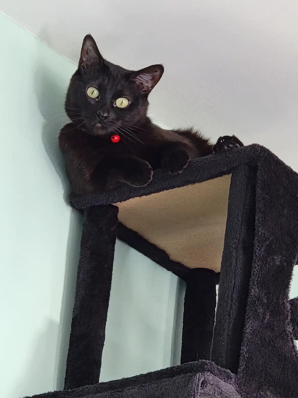 A black cat with striking yellow eyes lounges atop a black cat tree, wearing a collar with a small red bell. The cat stares…