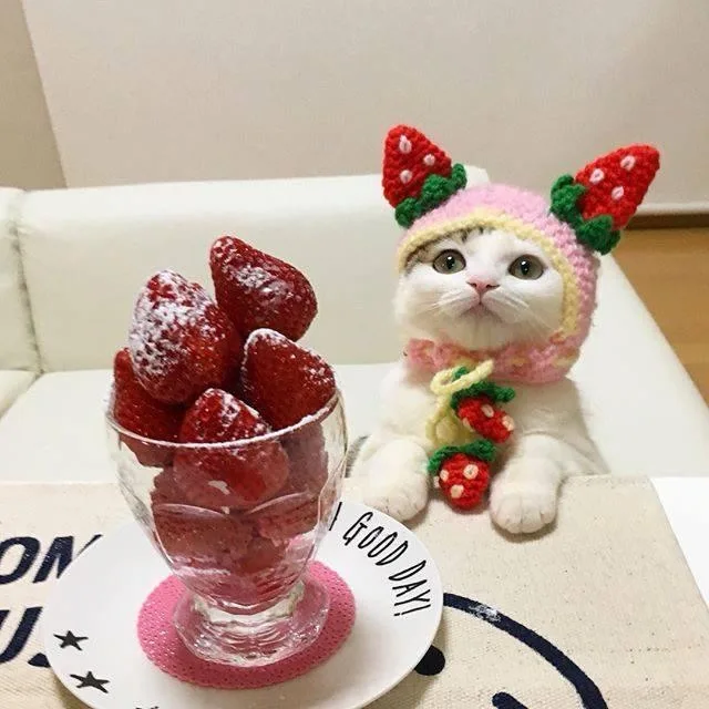 A white cat wearing a pink crocheted hat with strawberry-shaped ears and a matching strawberry-themed scarf sits beside a…