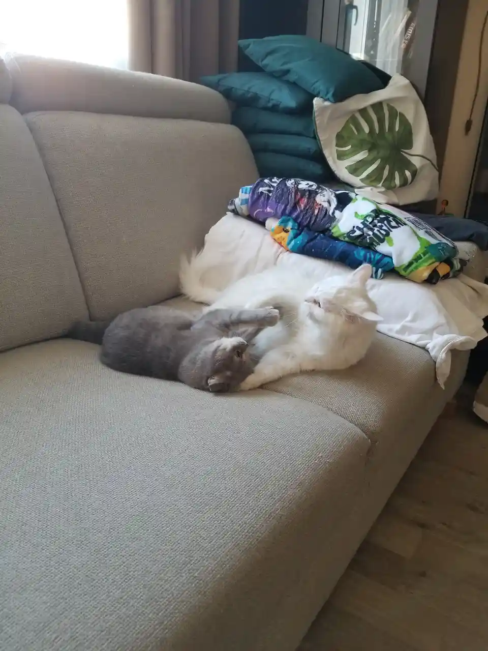 A Hilarious Showdown: My Two Cats Battling for Sofa Supremacy