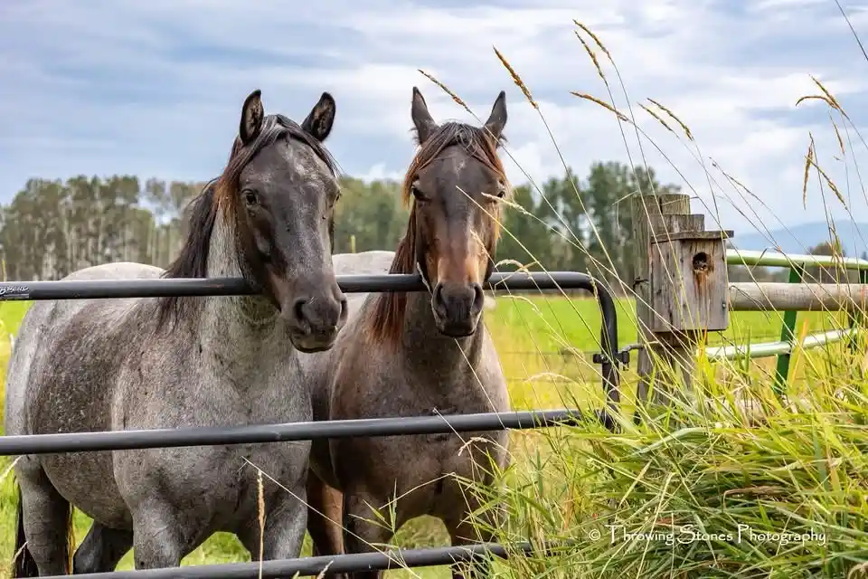 Majestic Horses: A Glimpse into Their World