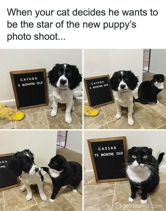A four-panel image shows a black-and-white puppy named Cayuga, 3 months old, posing for photos with a black-and-white cat…