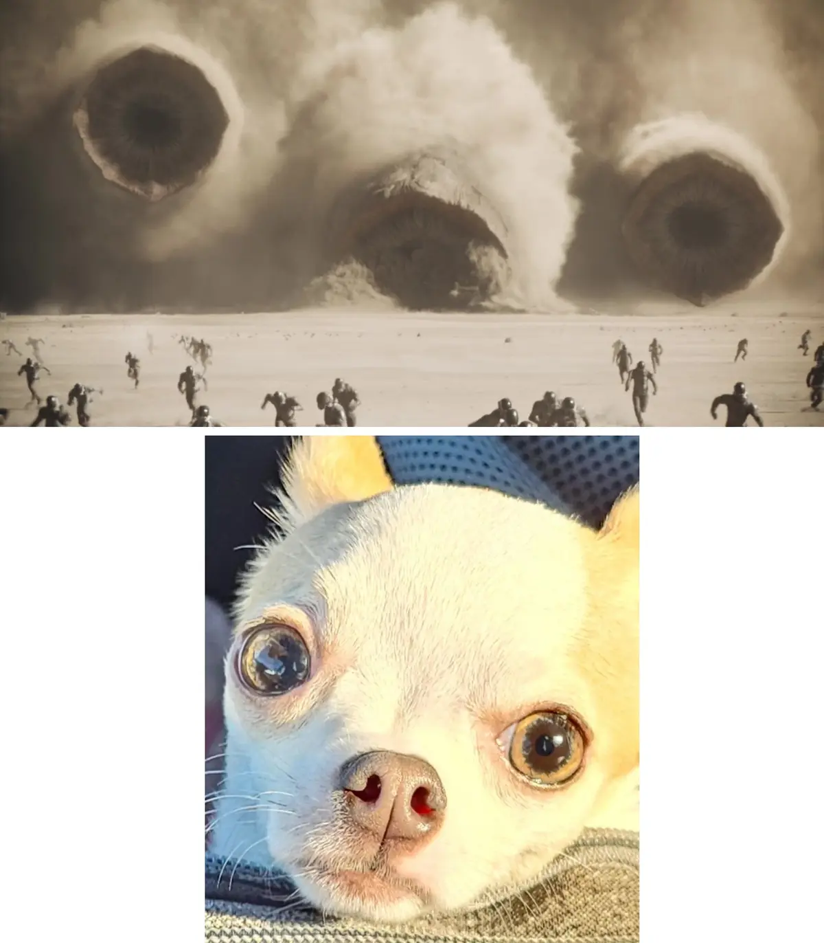 Spot the Difference: They're Actually the Same Picture