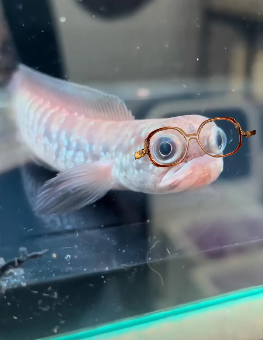 A pale, translucent fish with large, round eyes is shown swimming in a tank, with a pair of brown-rimmed glasses digitally…