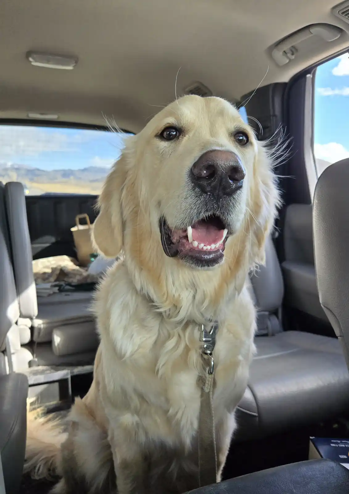 A golden retriever sits upright in the backseat of a car, looking directly at the camera with its mouth open in a happy…