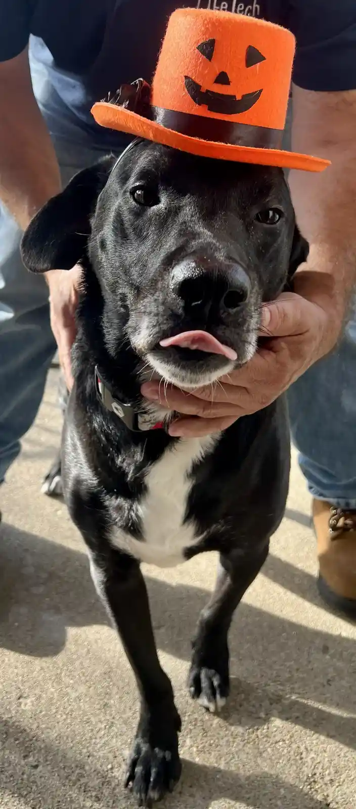 A black and white dog with its tongue slightly out wears an orange jack-o'-lantern hat while being held by a person. The…