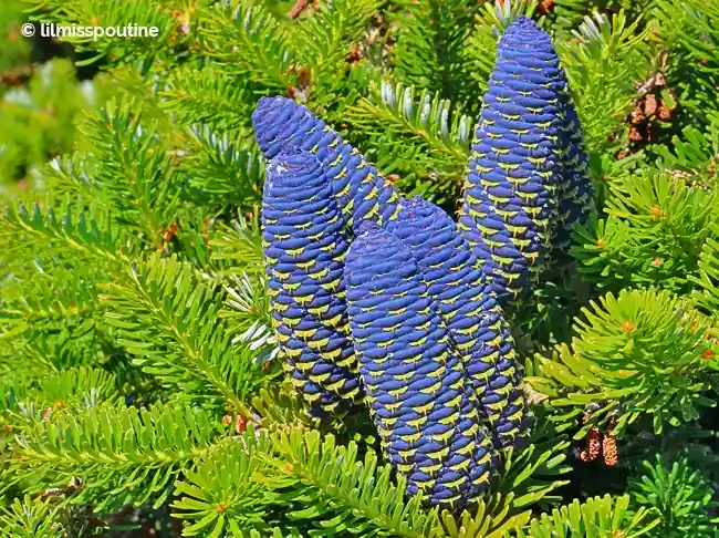 Check Out These Incredible Blue Pine Cones!