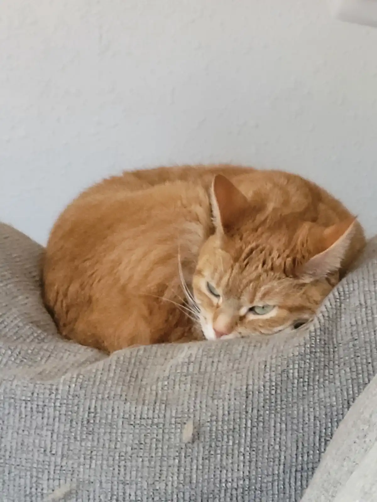The Cats Had a Challenging Morning