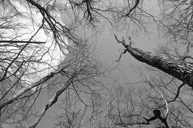 A black-and-white photo taken from below looking up at bare, tangled tree branches against a cloudy sky, with a prominent…