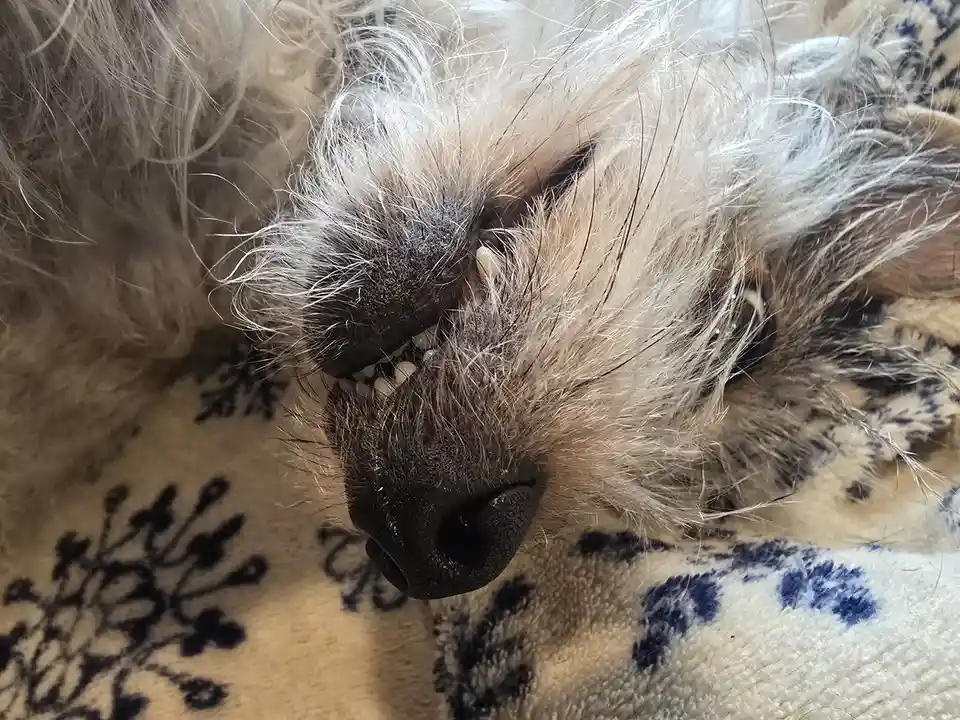 A close-up photo shows a fluffy, light-colored dog lying on a patterned blanket, its mouth slightly open with visible teeth…