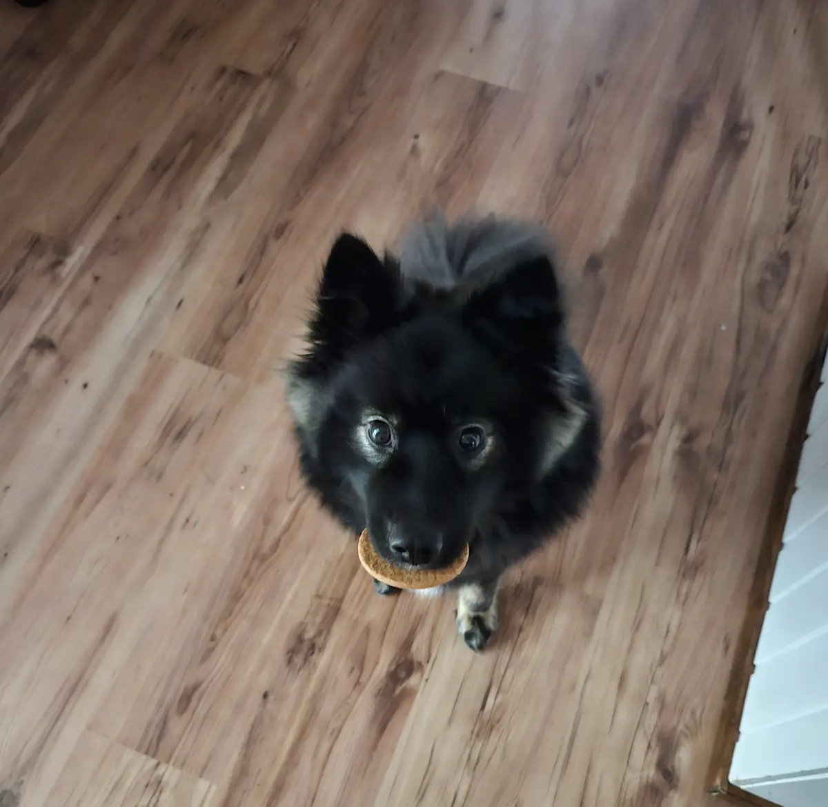 A small black fluffy dog with wide, pleading eyes looks up at the camera while holding a round, golden-brown cookie in its…