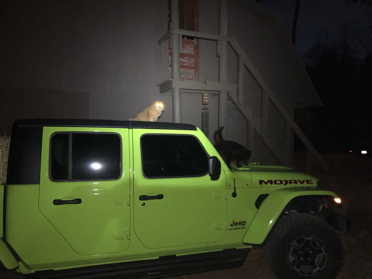 A lime-green Jeep Gladiator Mojave is parked at night, with a light-colored cat sitting atop the roof and a black cat on the…