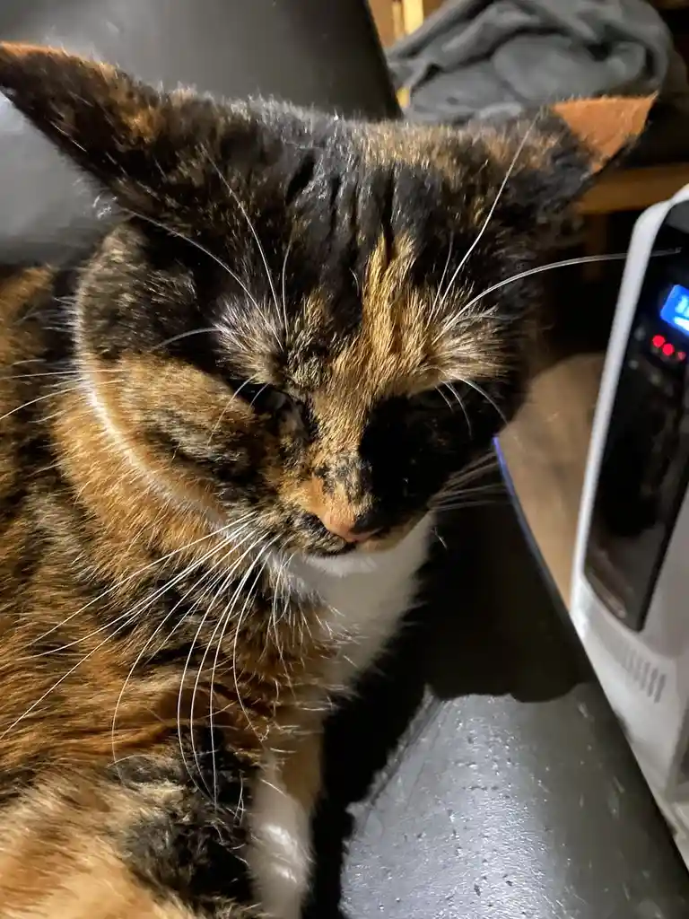 A close-up photo of a tortoiseshell cat with black, orange, and white fur, looking slightly annoyed or unimpressed while…