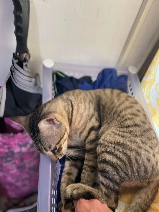 A tabby cat with dark stripes is curled up and sleeping inside a white plastic laundry basket filled with clothes. A human…
