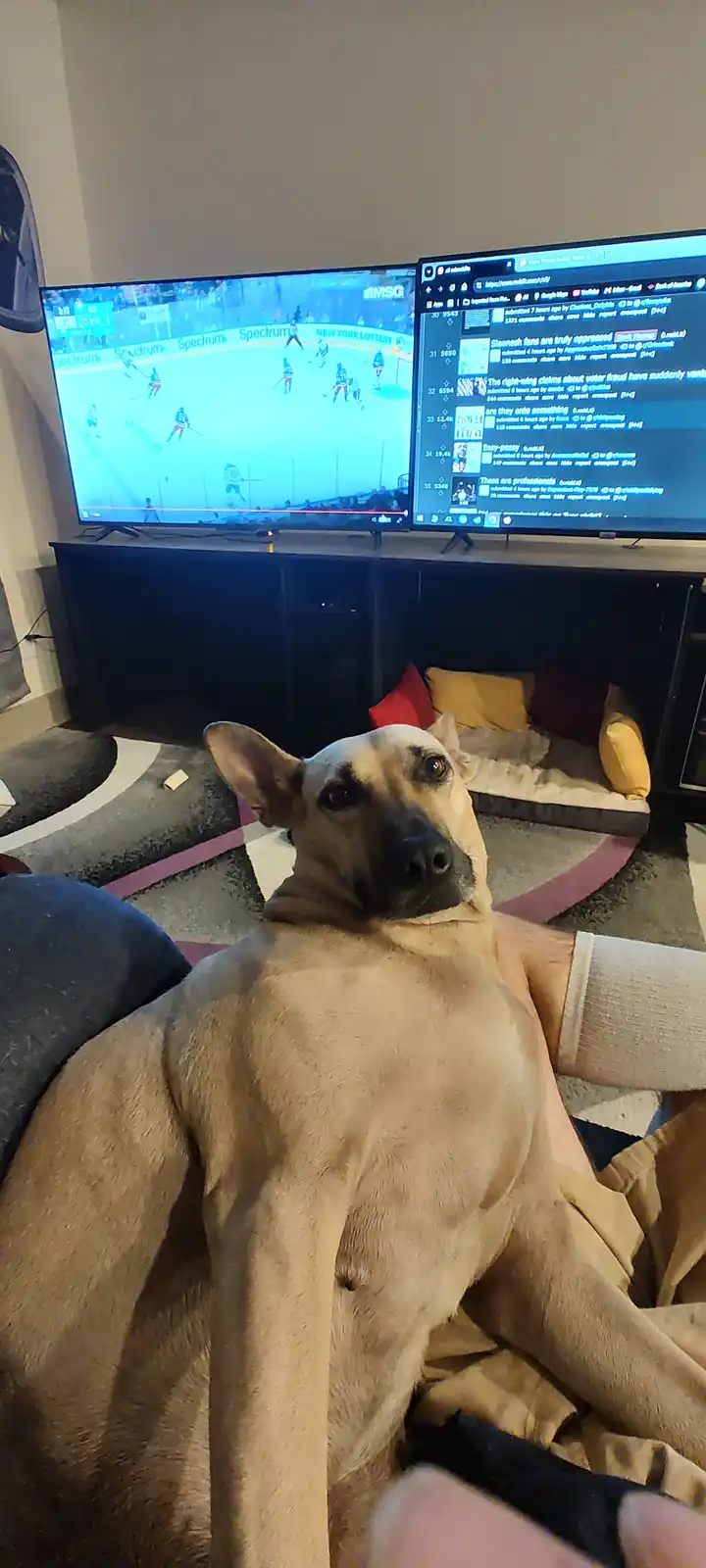 A tan dog with a black muzzle lies on a person's lap, looking directly at the camera with a bored or unimpressed expression…