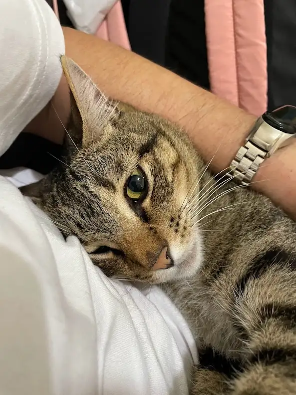 A tabby cat with green eyes rests its head on a person's white shirt, looking sleepy and unbothered. The person's arm…