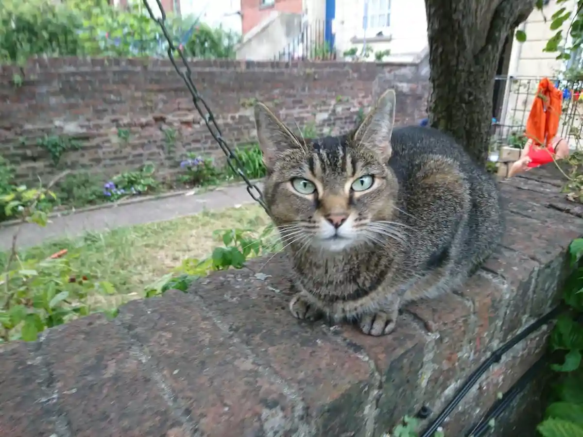 Farewell, Sheeba. 2006-2024