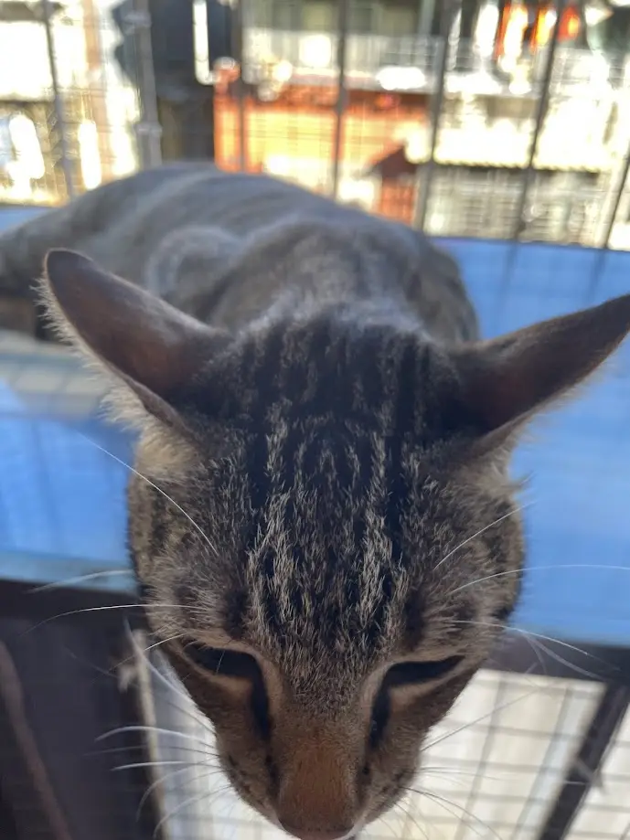 Yet Another Delightful Cat
