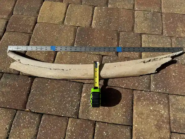 A long, curved, light-colored tusk-like object lies on a patterned brick patio, with a metal ruler and a yellow tape measure…