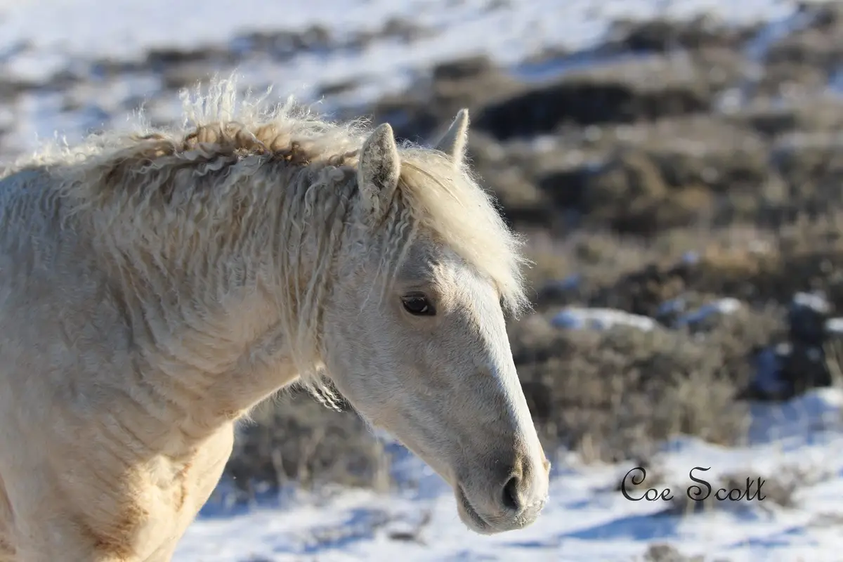 A close-up of a light-colored horse with a thick, shaggy mane standing in a snowy, rocky landscape. The horse's head is…