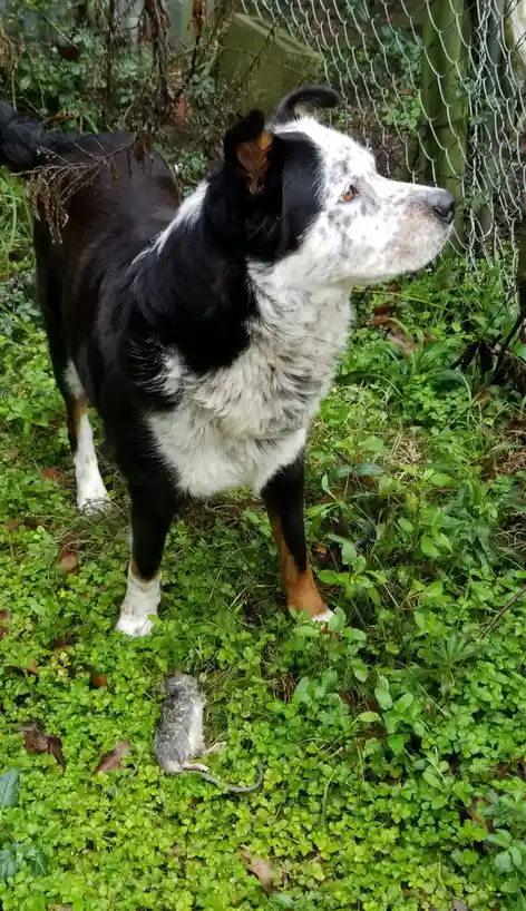 A black and white dog with tan markings stands in green foliage, looking away from a small dead mouse lying on the ground…