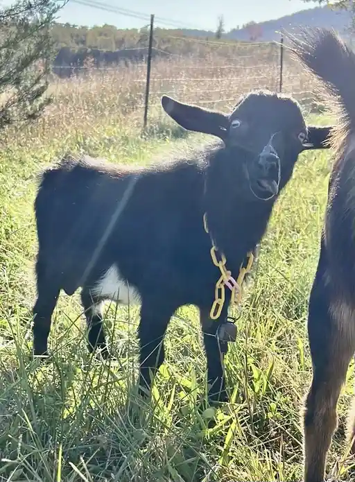 A black goat with a white patch on its belly stands in tall green grass, wearing a yellow chain collar with a small bell…