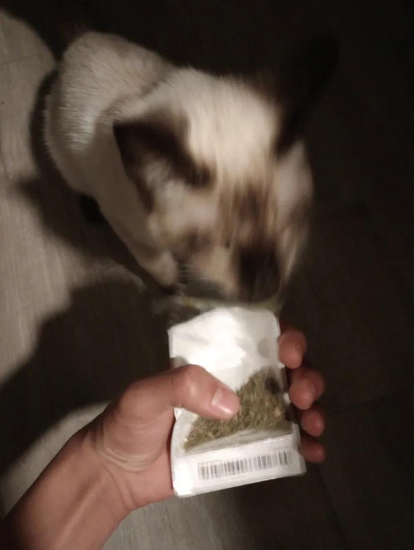 A grid of six photos shows a Siamese cat sniffing and nibbling at a small white packet held by a human hand. The cat's head…
